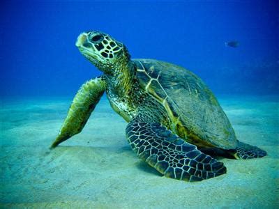 Marine Turtle Protection | Town of Longboat Key, FL