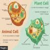 Draw a diagram of unicellular (any two,propogate and eukaryotie cells ...