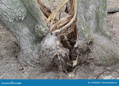 How to Save Split Tree Trunk Small Tree 的图像结果