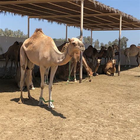 ROYAL CAMEL FARM (2026) All You Need to Know BEFORE You Go (with Photos ...