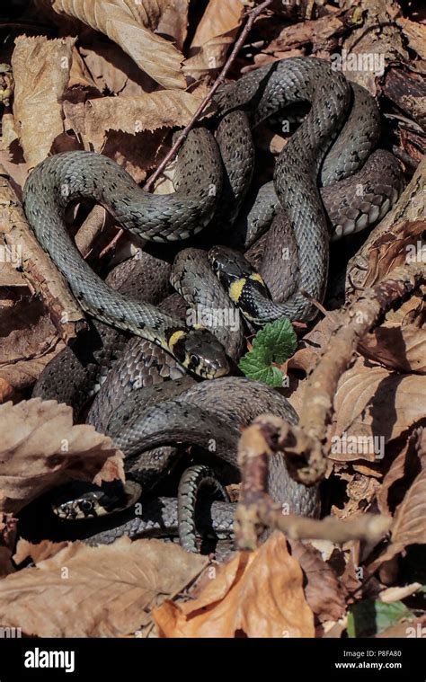 Python Snakes Mating 的图像结果