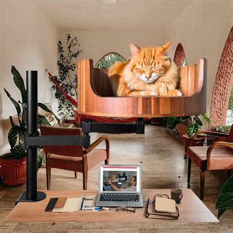 What Do Cat Zoomies Look Like? A Guide To Feline Frenzy