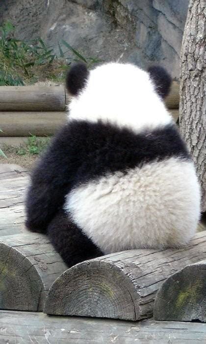 大熊猫有什么优点_百度知道