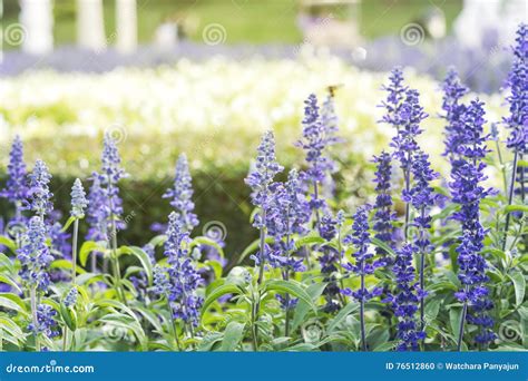 Purple Lavender plant stock photo. Image of color, grass - 76512860