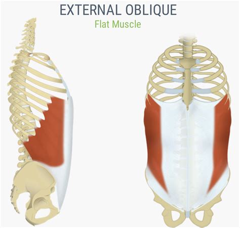 External Oblique Muscle Diagram