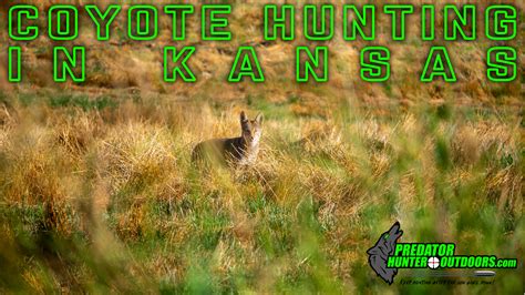 Coyote Hunting in Kansas