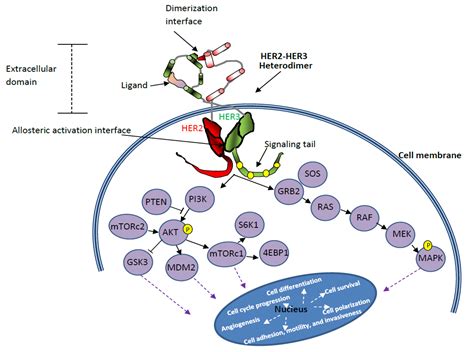 Crosstalk between HER2 and PD-1/PD-L1 in Breast Cancer: From Clinical ...