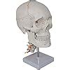 Buy REXGEL Torso and Skeleton Models Anatomical, 1:1 Life Size Anatomic ...