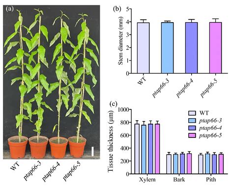 Functional Characterisation of the Poplar Atypical Aspartic Protease ...