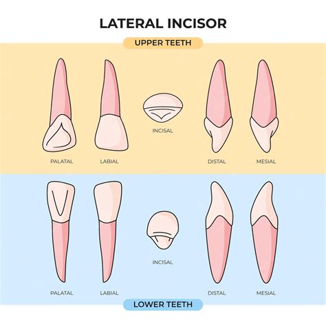 Premium Vector | Anatomy set of upper and lower lateral incisor teeth ...