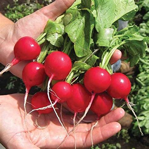 Creative Farmer Vegetable Seeds For Pots Vegetable Seeds Rare Red ...
