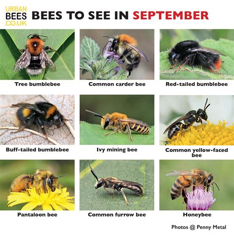 Types Of Ground Bees