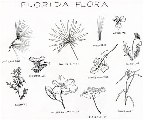 Flowers That Are Native To Florida at Louis Brannan blog