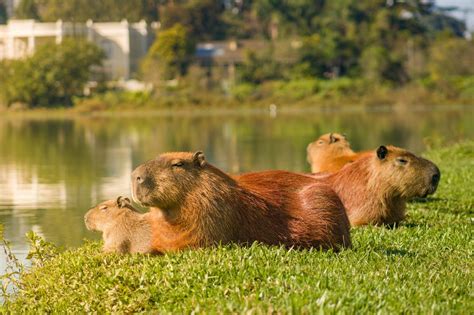 Habitat Of Capybara