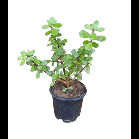 GOOD LUCK JADE PLANT - 4 INCH NURSERY POT - Online Plants Cart