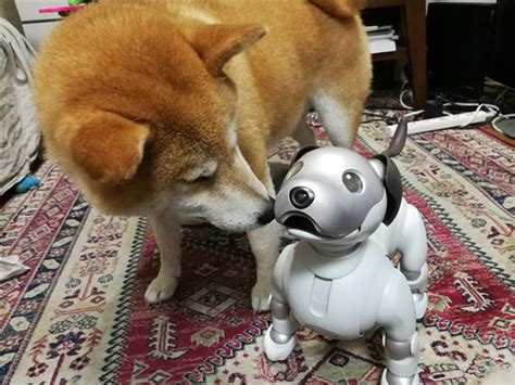 [PHOTOS] Sony Experiment: Dogs Recognize Robot ‘aibo’ as Living Creature | JAPAN Forward