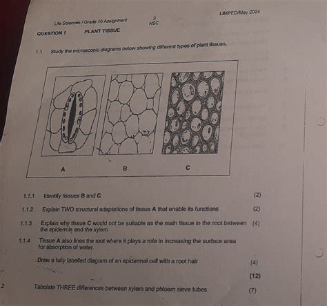 LIMPED/May 2024 Life Sciences / Grade 10 Assignment NSC QUESTION 1 PLANT TISSUE 1.1 Study the ...