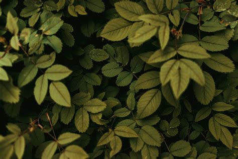 Full Shot of Rose Bush Leaves · Free Stock Photo