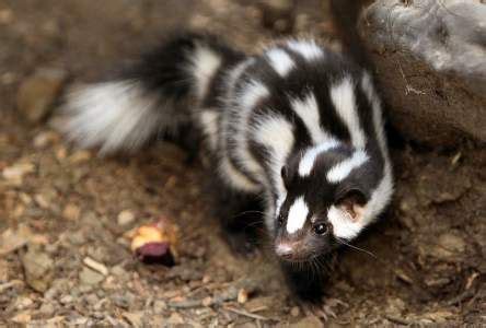 Skunk Tattoo