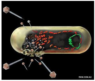 Figure 2: Lambda phage infecting E.coli