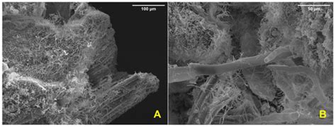 Streptomyces spp. Biofilmed Solid Inoculant Improves Microbial Survival ...