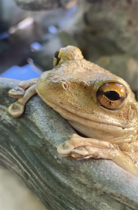 1 month update on Amazon Milk Frog Enclosure : r/frogs