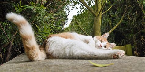 Why Do Cats Wag Their Tails While Lying Down – 6 Top Reasons!
