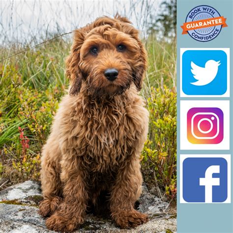 Cockapoo - 2cholidays