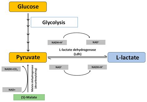 Lactate Dehydrogenase Superfamily in Rice and Arabidopsis ...
