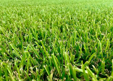 Raleigh St. Augustine - King Ranch Turfgrass