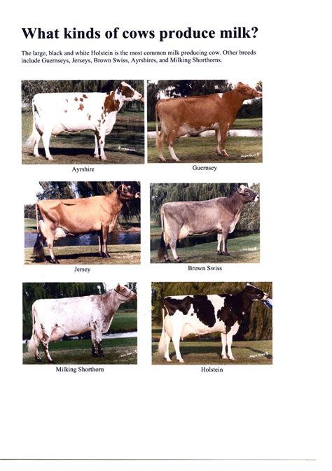Types Of Dairy Cattle