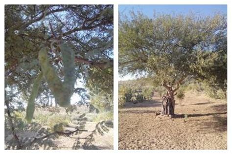 डबल मुनाफ़ा कमाने के लिए खेतों की मेड़ पर लगाएं कुमट का पेड़ - plant a ...