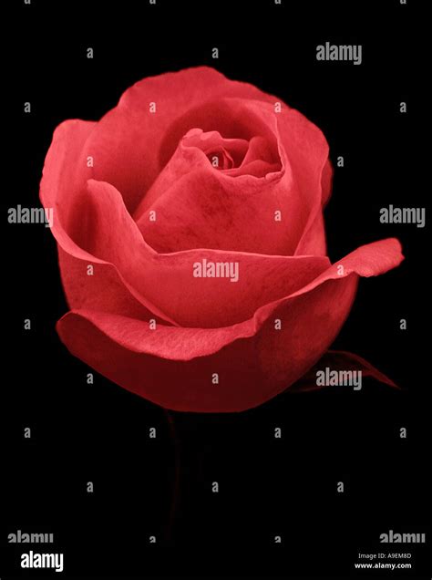 Rose name hi-res stock photography and images - Alamy