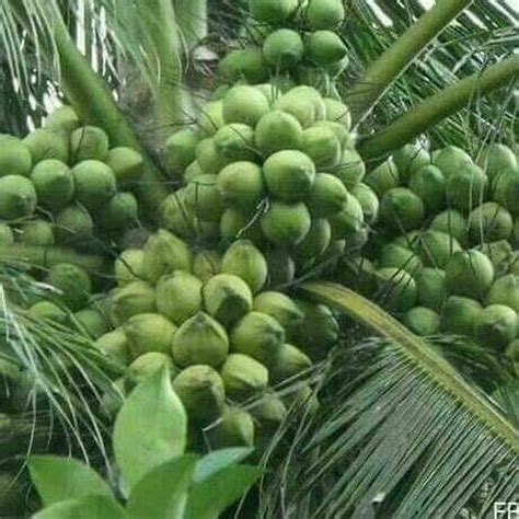 MITU Coconut Malayan Green Dwarf Live Plant Malaysian Dwarf Coconut ...