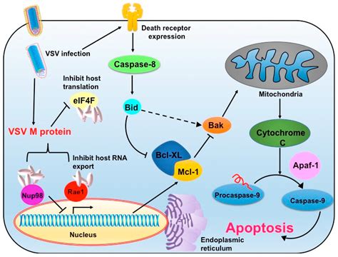 Oncotargeting by Vesicular Stomatitis Virus (VSV): Advances in Cancer ...