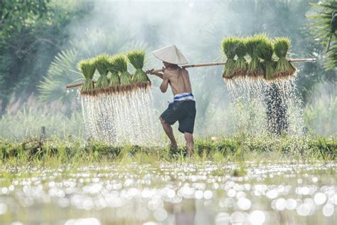 农民进行水稻幼苗的肩膀在雨季在农村高清摄影大图-千库网