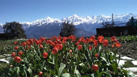Pics of Uttarakhand's stunning tulip garden with the backdrop of ...