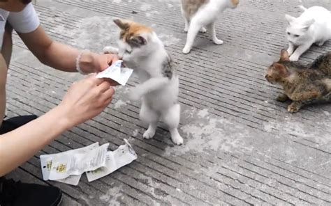 土耳其一63岁老太主动照顾街区流浪猫 给70只猫喂食