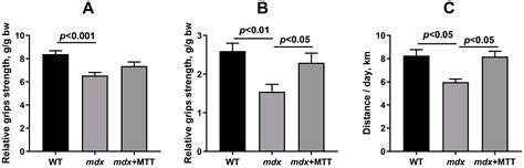 Mitochondrial Transplantation Therapy Ameliorates Muscular Dystrophy in ...