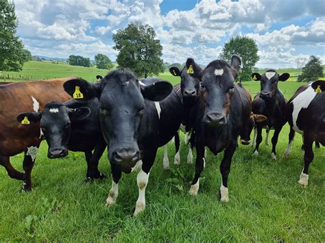 Are your calves on track to become well grown heifers? Anexa