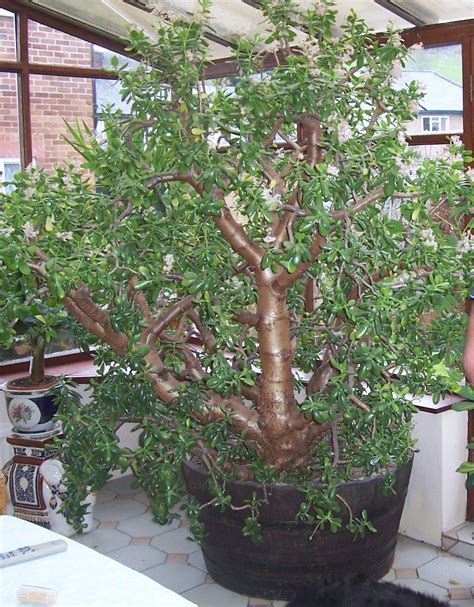 HUGE Jade Plant!!! WOW i LOVE this. amazing. | Jade plants, House plant ...