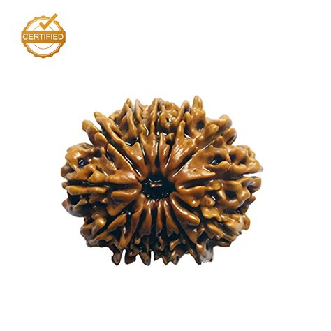 Rudraksha