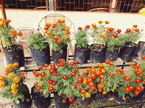 GENERIC MARIGOLD DUBLE RED CHERRY FLOWER SEEDS (AVG 30-50) SEEDS X 1 ...