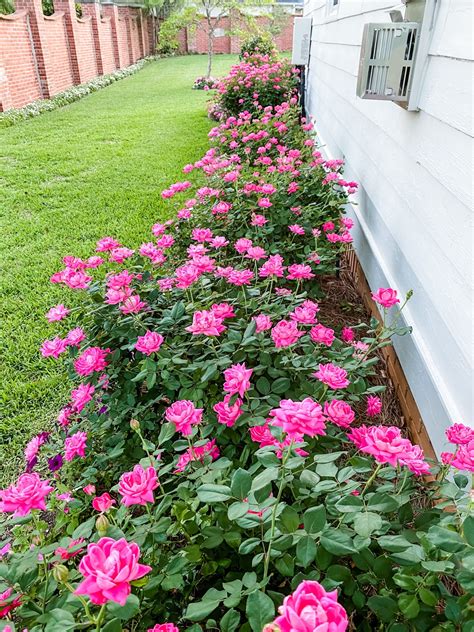 Knockout and Drift Roses: Effortless Elegance - Simply Southern Cottage