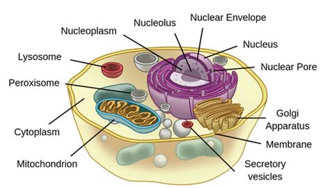 Biological Cell Structure 的图像结果