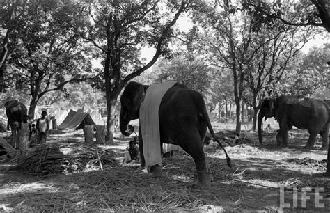Elephants in Sonepur Cattle Fair in Bihar 1952 - Part 5 - Old Indian Photos