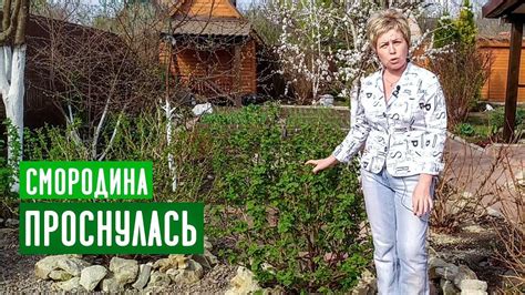 СМОРОДИНА ПРОСНУЛАСЬ! НЕ ДЕЛАЕМ ОШИБОК / Садовый гид | Сад из бутылок ...