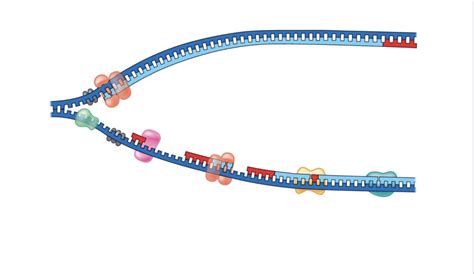 DNA Replication Structure 的图像结果