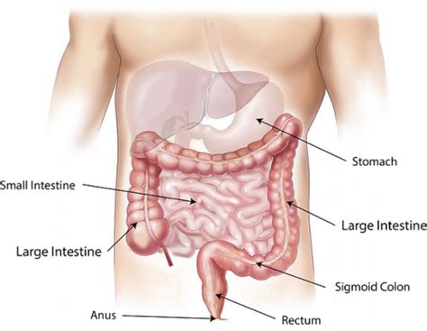 छोटी आंत में फंगल ओवरग्रोथ (Small Intestinal Fungal Overgrowth) के कारण ...