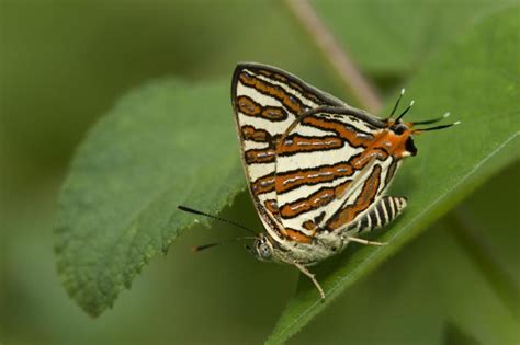 Cigaritis vulcanus vulcanus | Butterfly